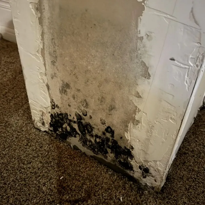 Professional Mold Removal in Morrison County, MN
